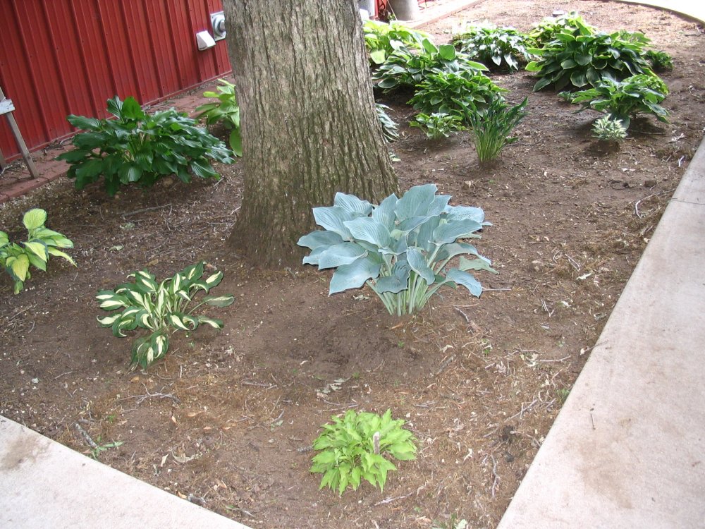 Hosta bed south.JPG