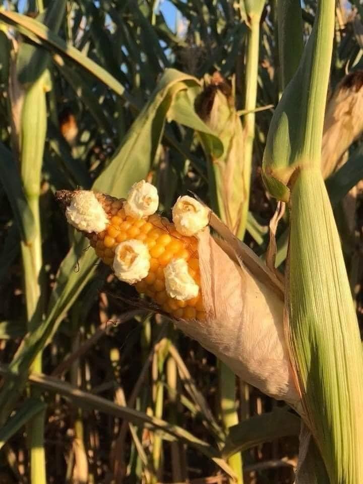 hot pop corn.jpg
