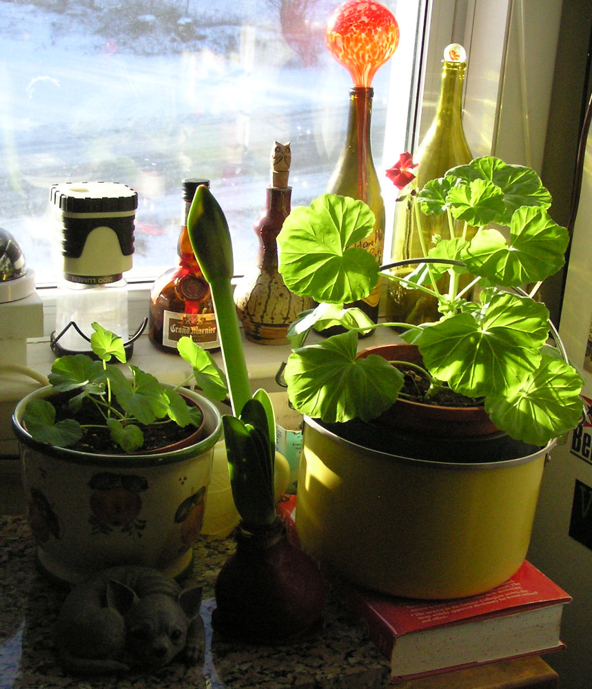 HousePlants.JPG