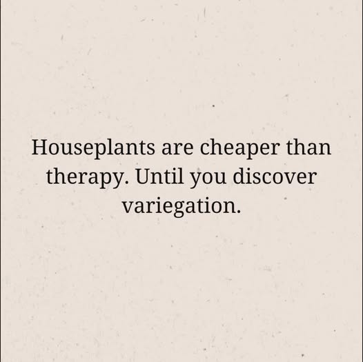 houseplants.jpg