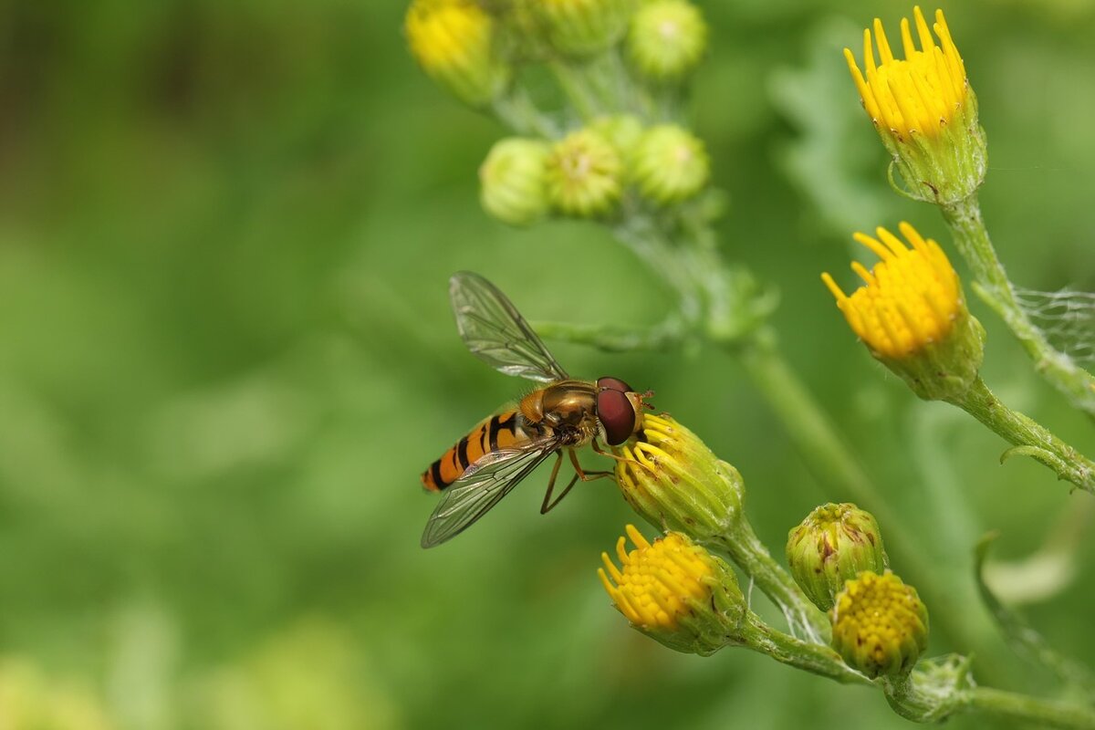 hoverfly-8064749_1280.jpg