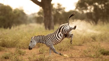 http___cdn.cnn.com_cnnnext_dam_assets_221020105900-07-comedy-wildlife-photo-awards.jpg