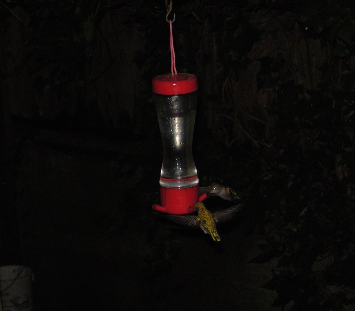 Hummer 3.JPG
