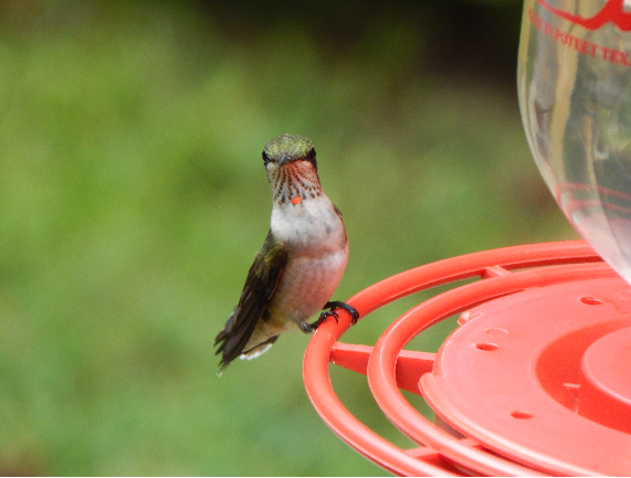 hummer.png