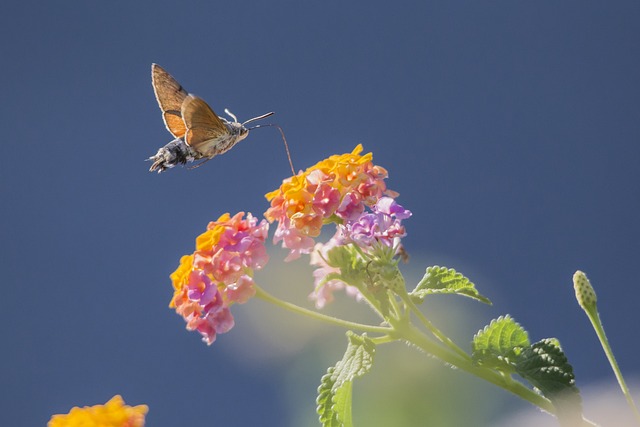 How to Attract Pollinators and Improve Your Harvest