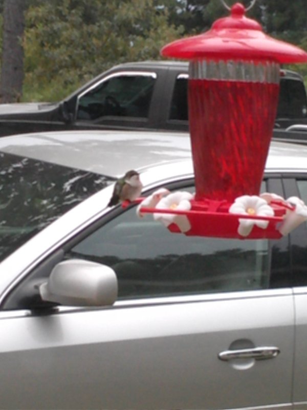 hummingbird.jpg