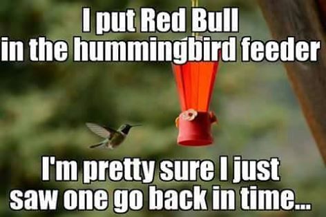 hummingbirds.jpg