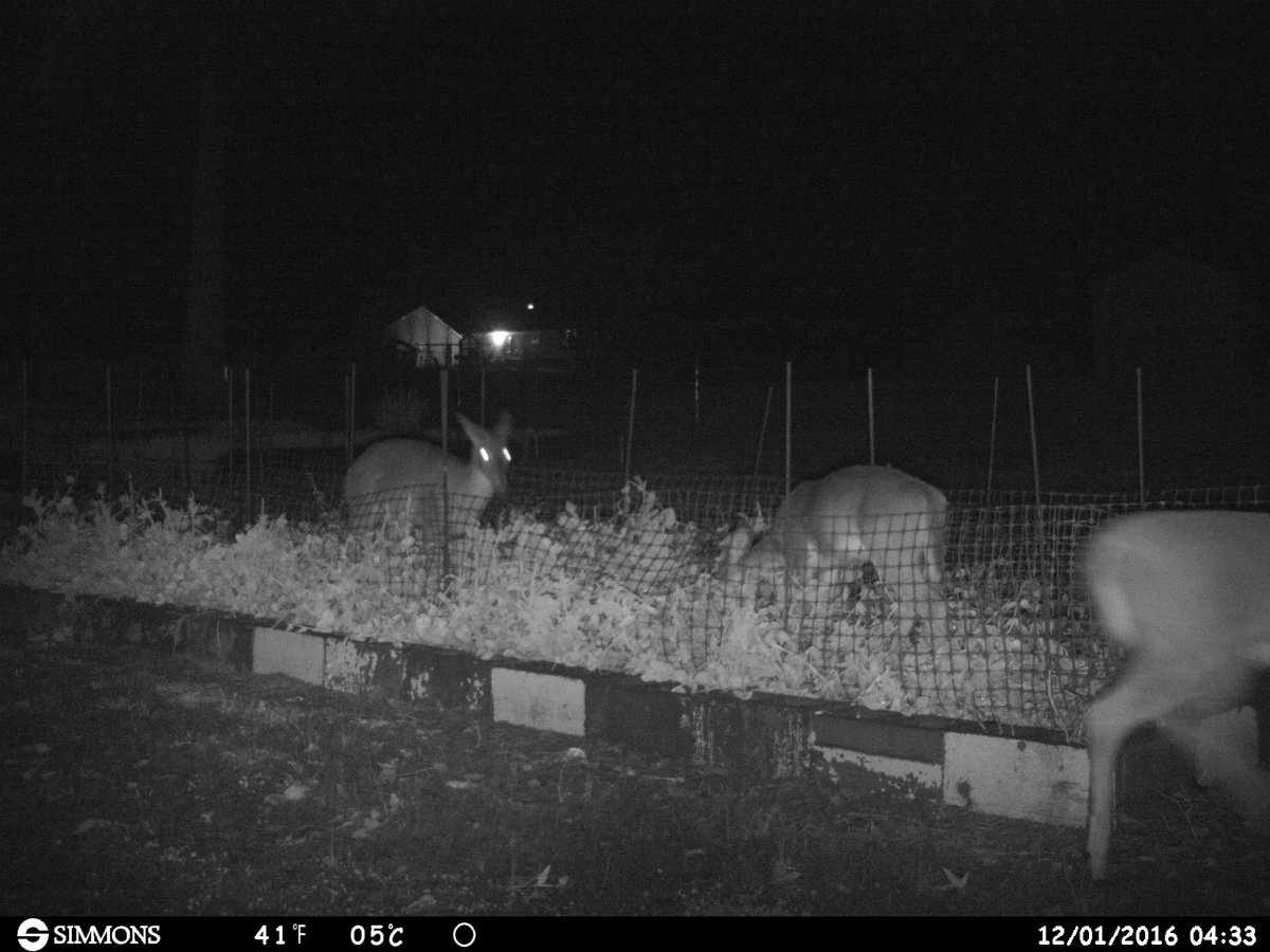 HUNT0004.JPG