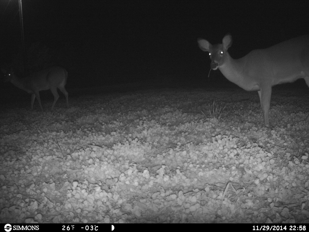 HUNT0026.JPG