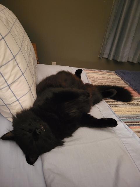 Hussie Bed.jpg