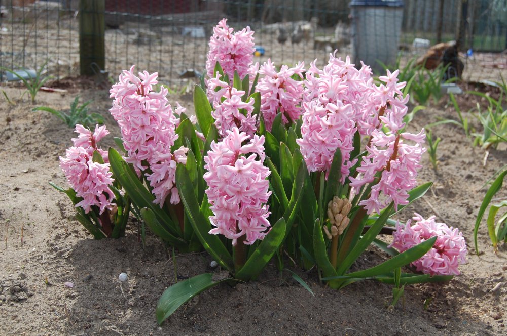 hyacinths 2015.jpg
