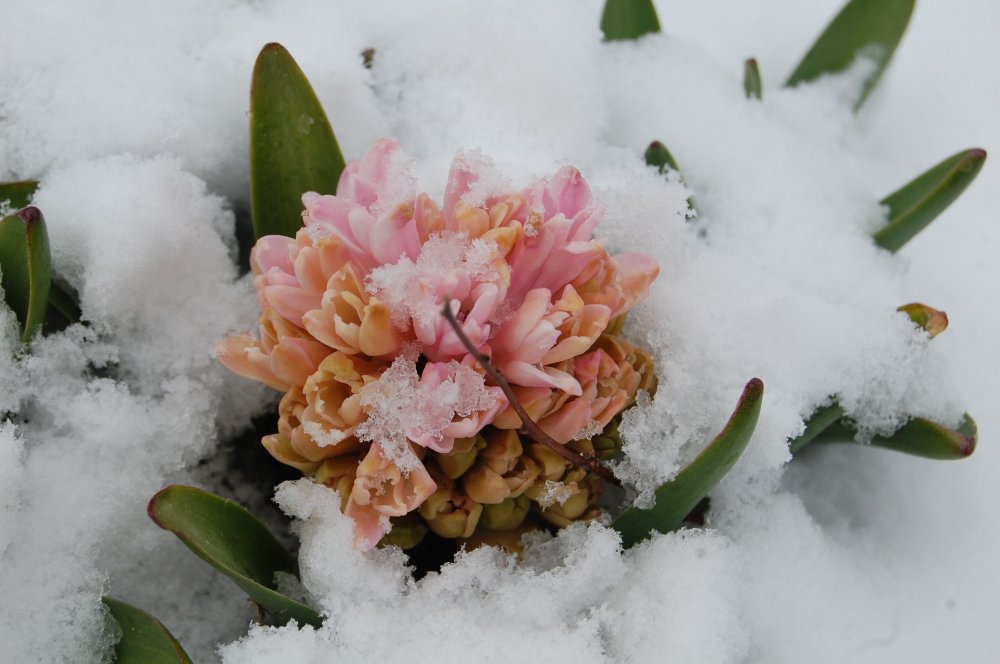 Hyacynth in snow.jpg