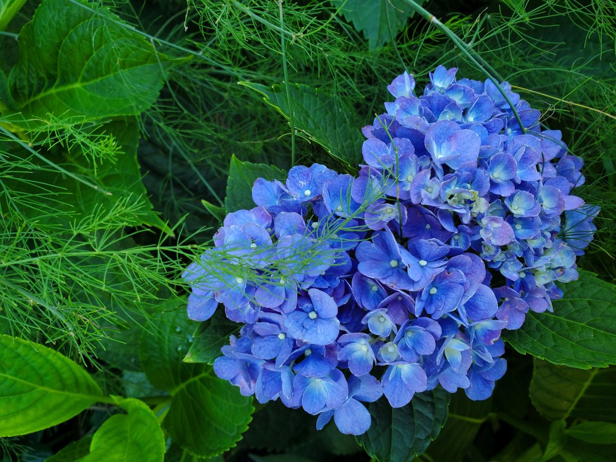 Hydrangea, 07-29-22.jpg