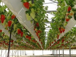 hydroponics-strawberries.jpg