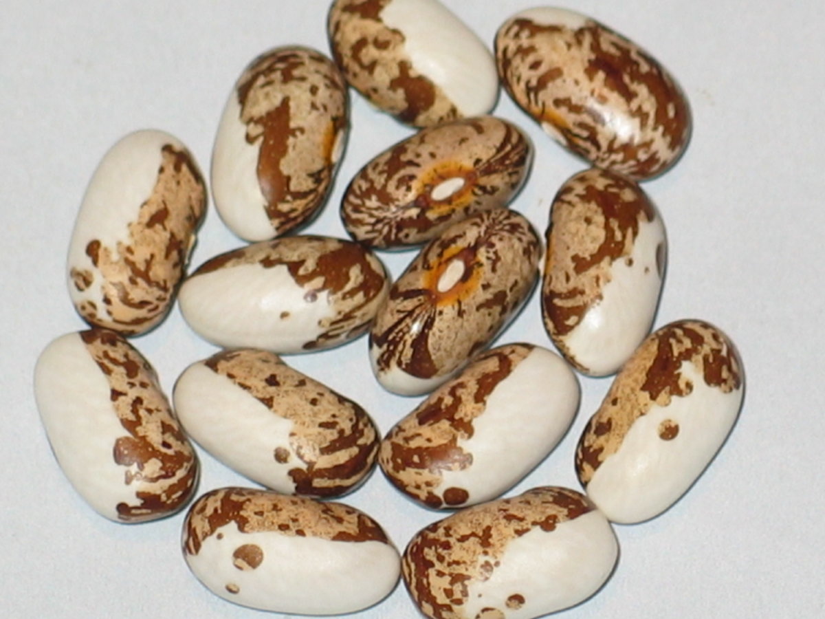 Hypolita #2.jpg