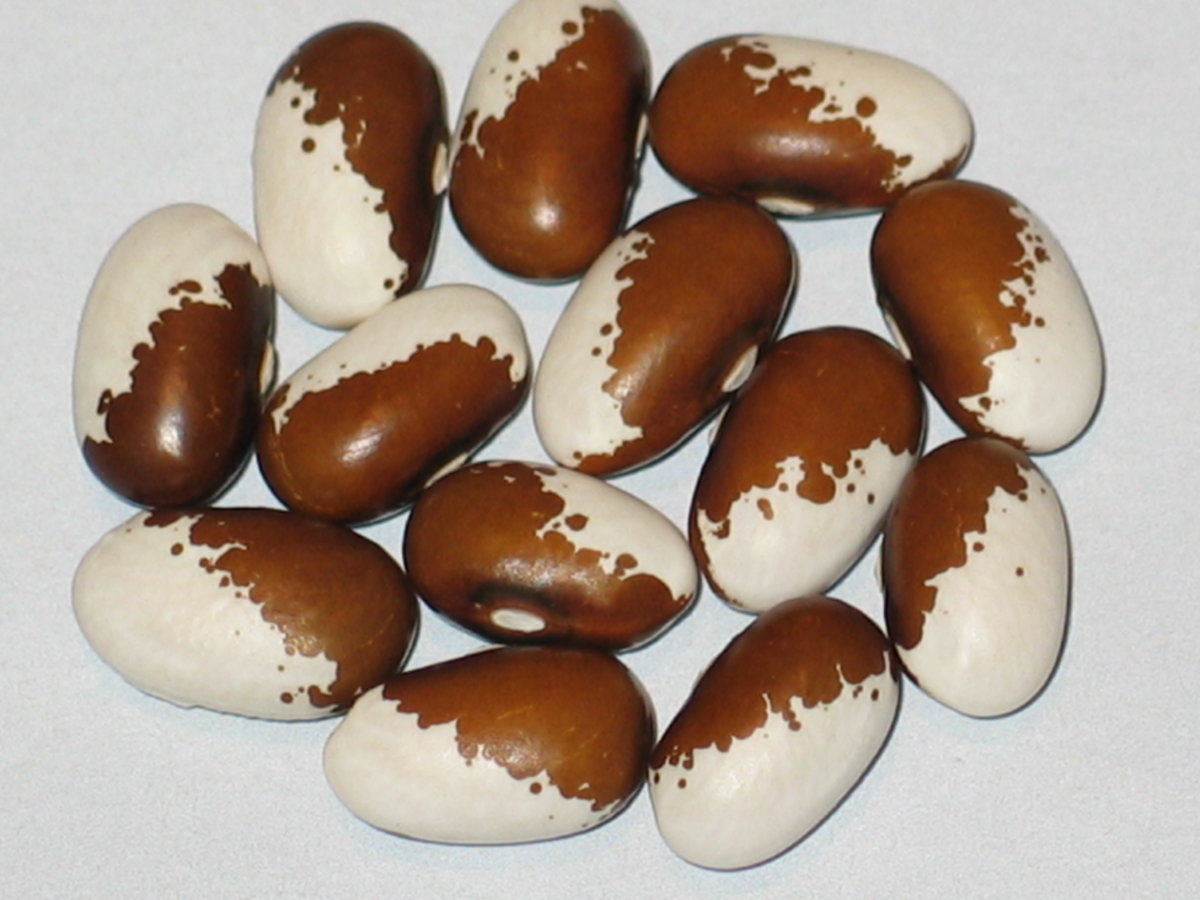 Hypolita #3.jpg