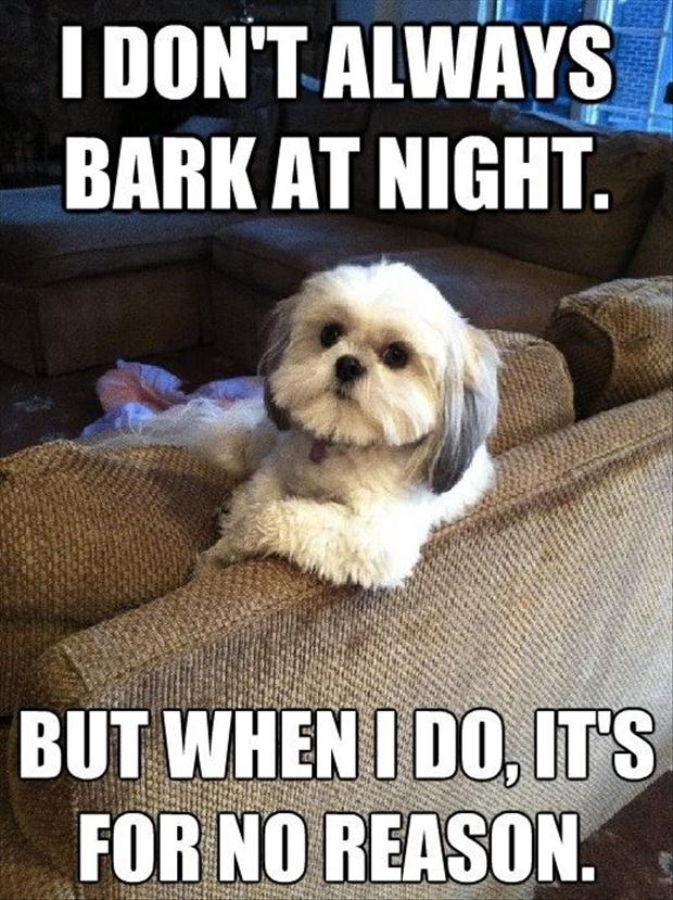 I do not ark at night.jpg