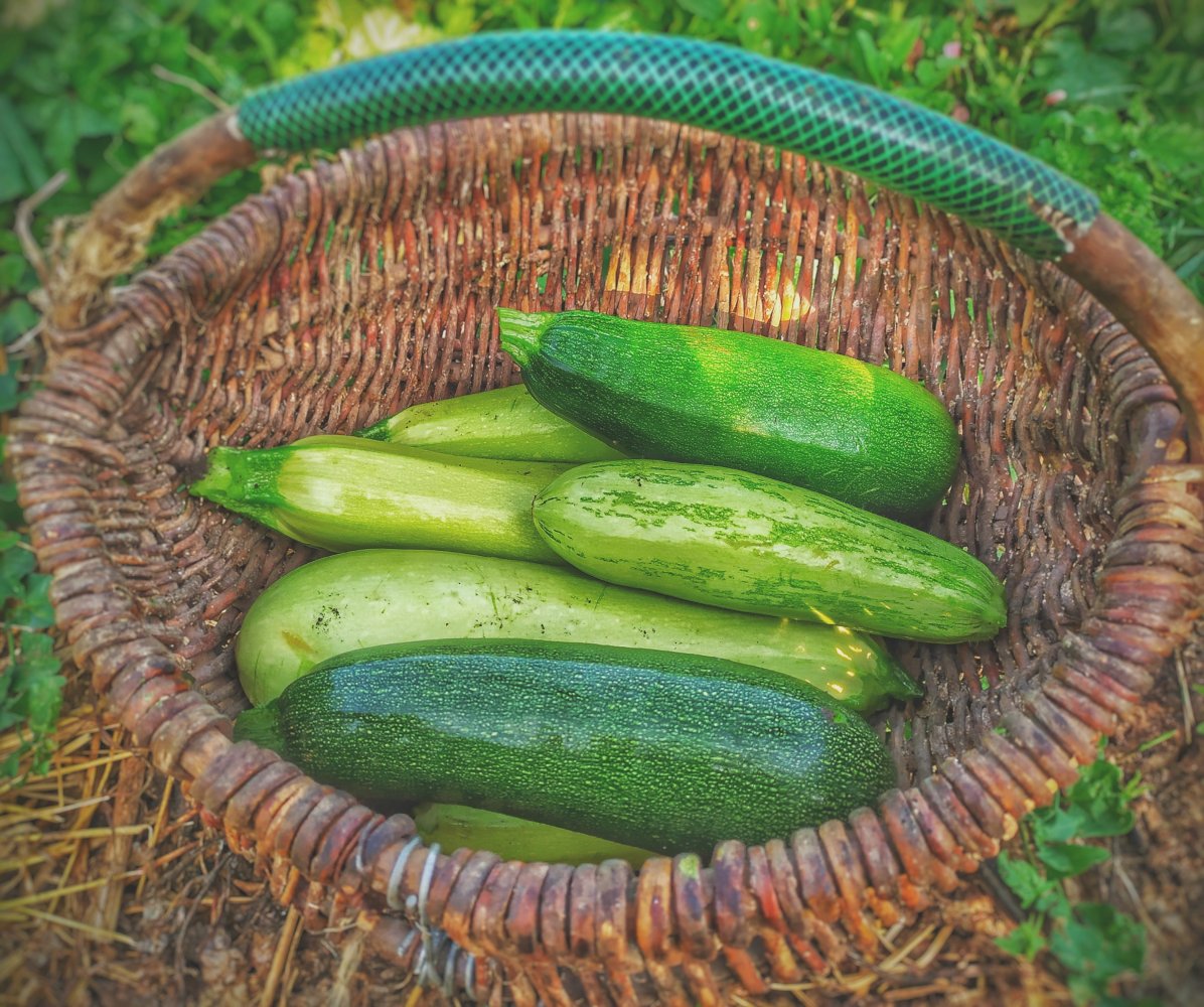 The 10 Easiest Vegetables to Grow In Your Garden From Seeds