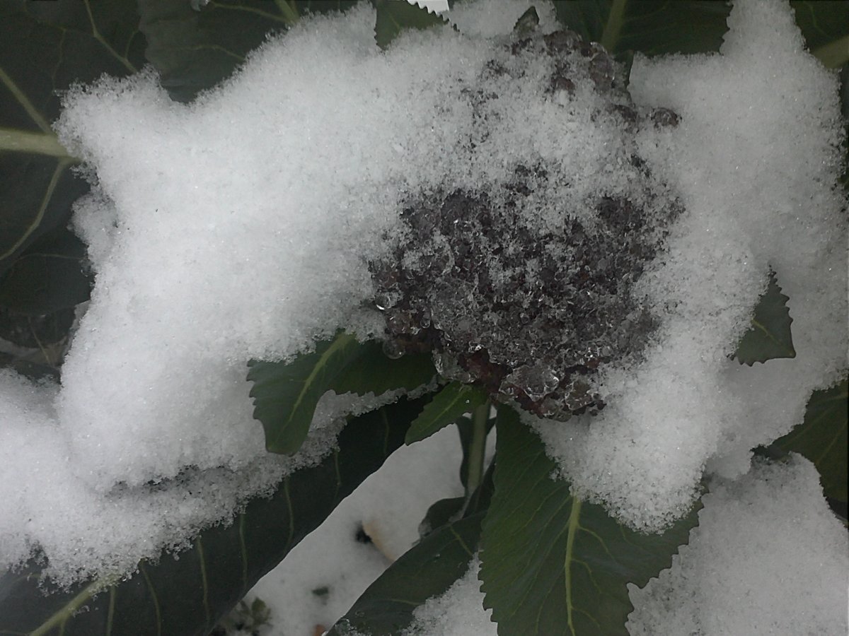IMG1450.jpg