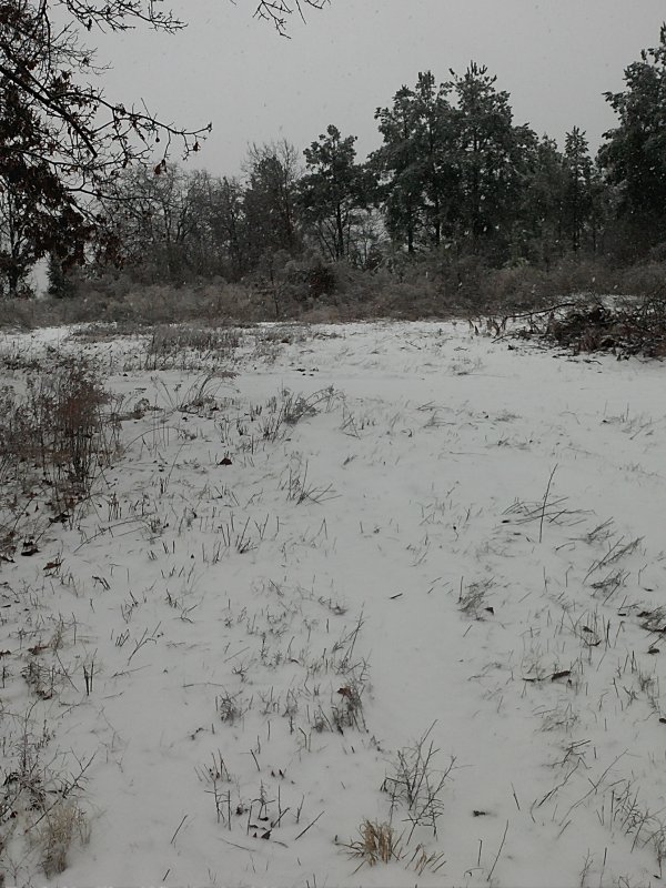 IMG2169.jpg