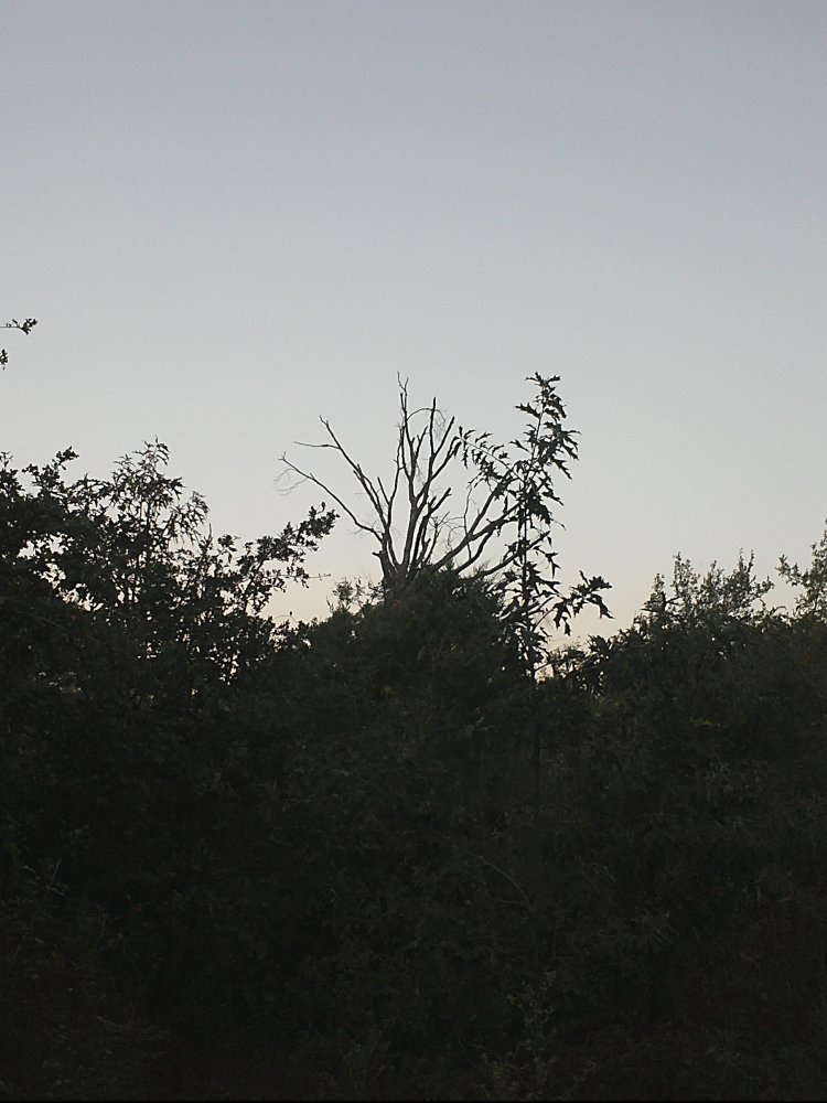 IMG2551.jpg