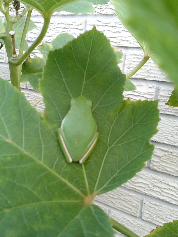 IMG370.jpg