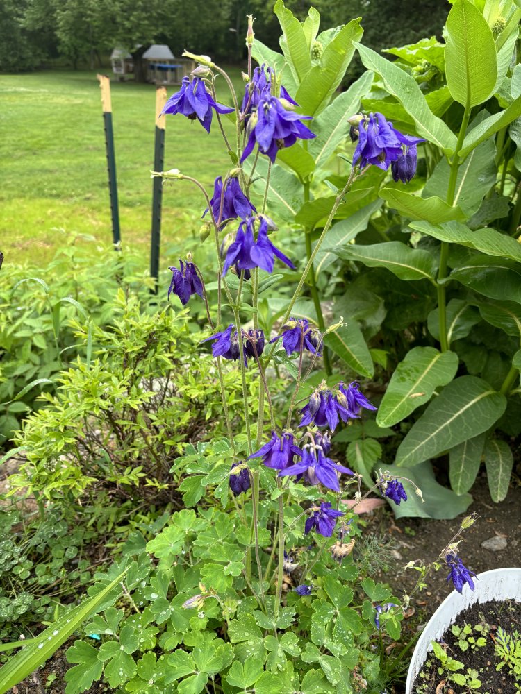 IMG_0129.jpeg