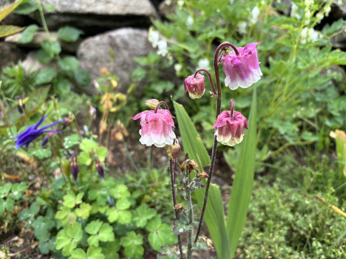 IMG_0133.jpeg