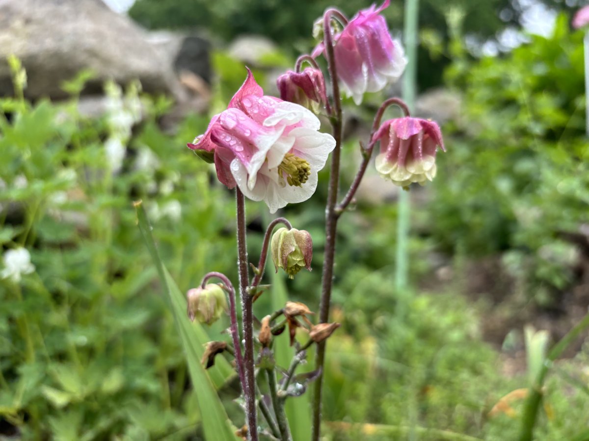 IMG_0134.jpeg
