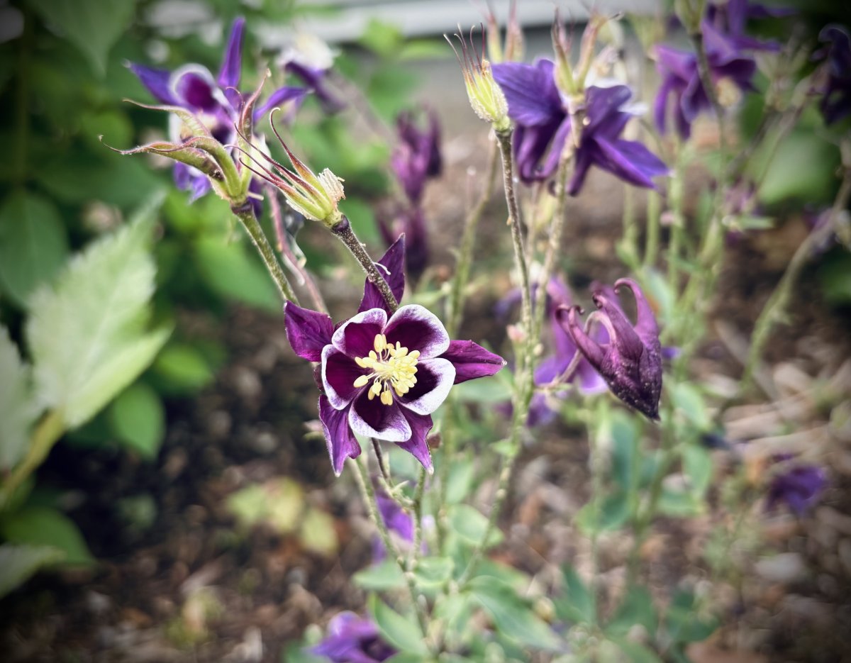 IMG_0156.jpeg