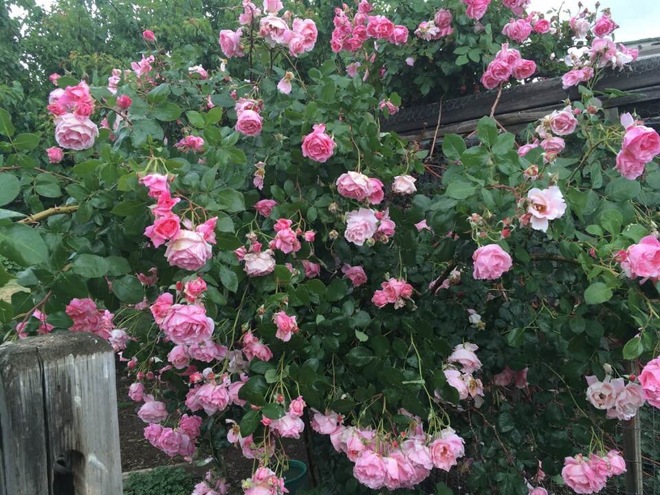 IMG_0353.jpeg