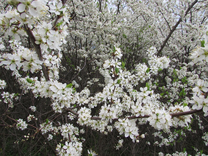 IMG_0568.JPG