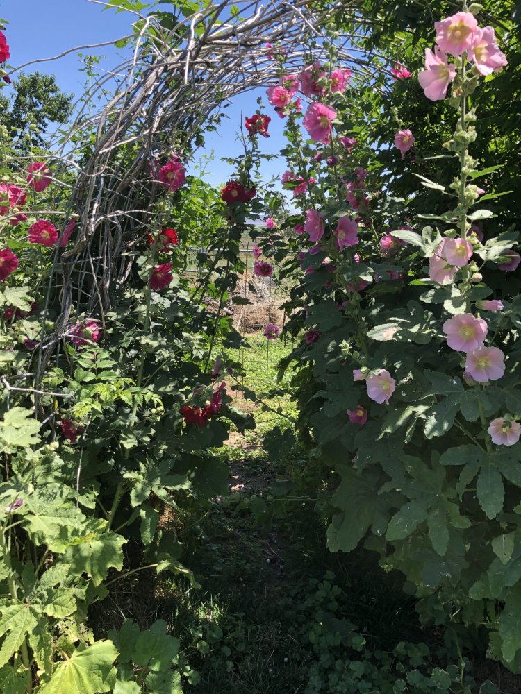 IMG_0732.jpeg