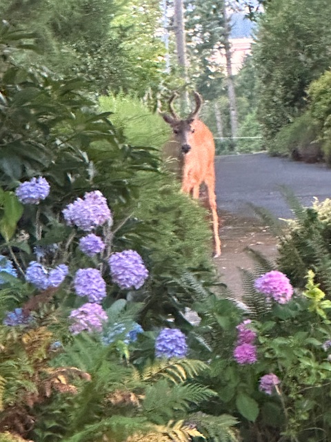 IMG_0740.jpeg