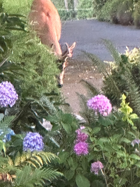 IMG_0743.jpeg