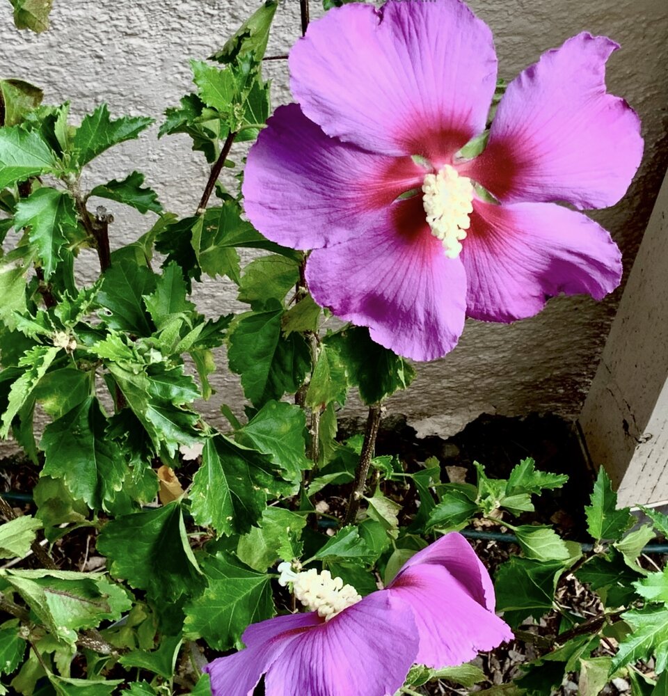 IMG_0778.jpeg