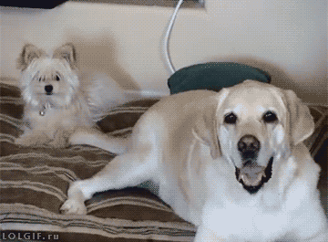 IMG_0979.gif