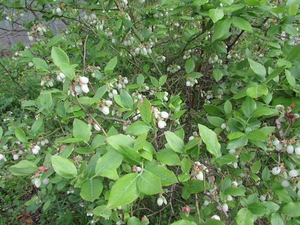 IMG_0989.JPG