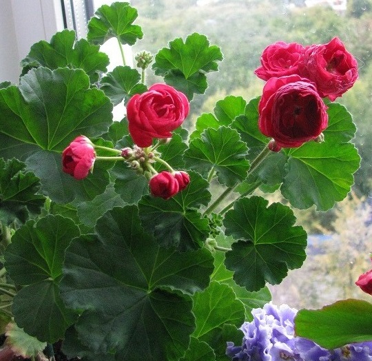 IMG_1116.JPG