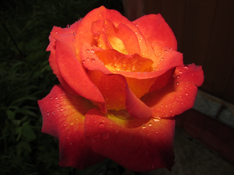 IMG_1333.JPG