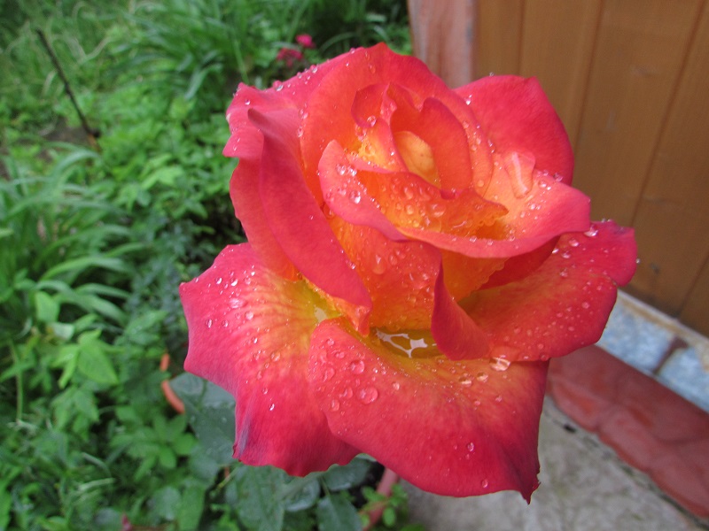 IMG_1336.JPG