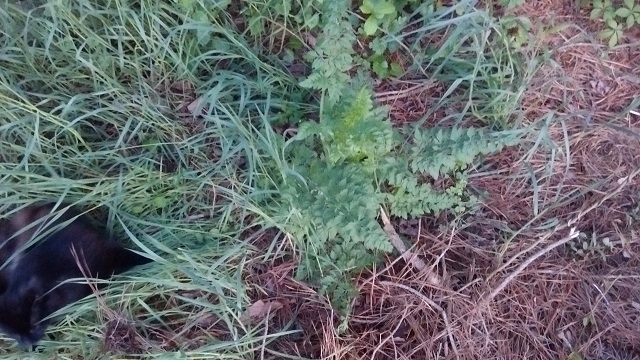 IMG_20170427_194440976.jpg