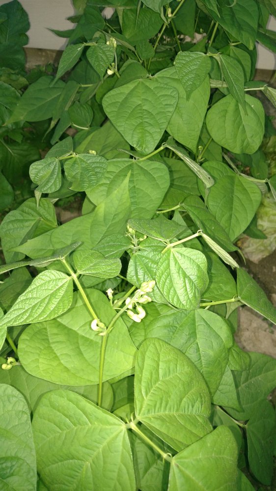 IMG_20190628_203757808.jpg