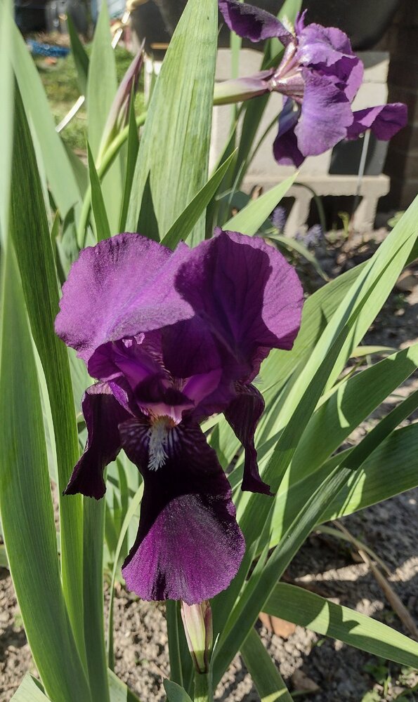 IMG_20250326_165725608_HDR~2.jpg