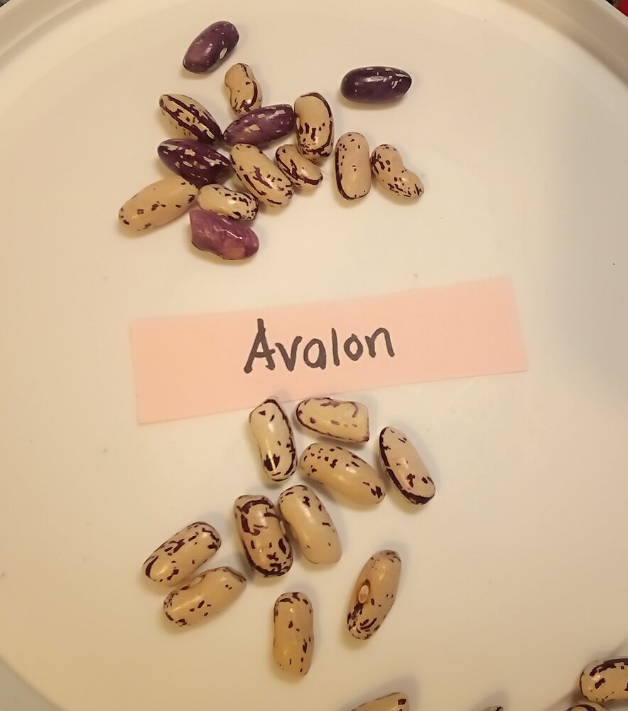 IMG_20260110_051730 (1).jpg