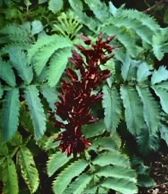 IMG_2112.jpeg