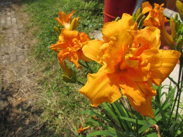 IMG_2269.JPG