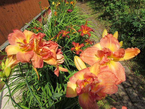 IMG_2383.JPG