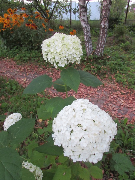 IMG_2447.JPG