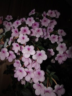 IMG_2531.JPG